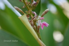 Alpinia nigra